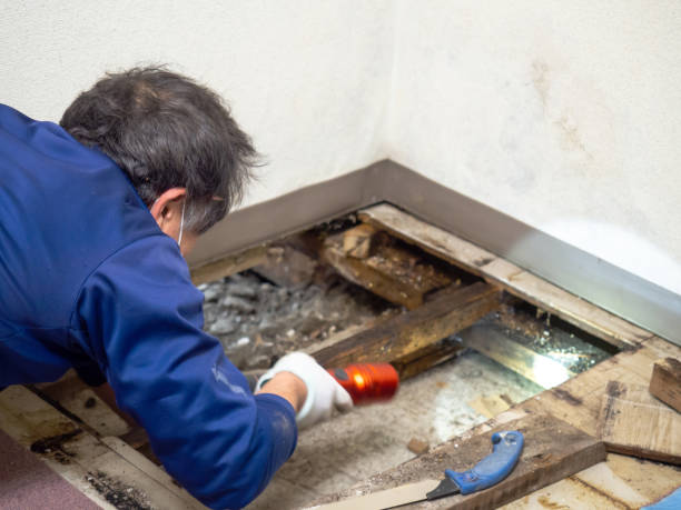Best Mold Remediation  in Maine, WI
