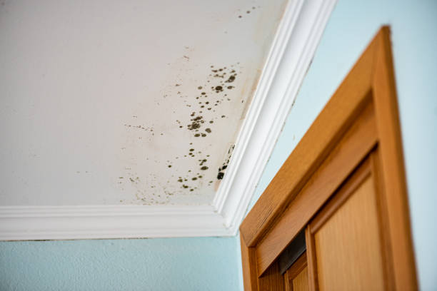 Best Residential Mold Removal  in Maine, WI