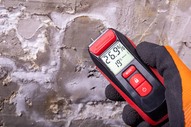 Best Mold Damage Repair  in Maine, WI