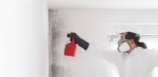Best Residential Mold Removal  in Maine, WI