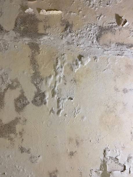 Professional Mold Removal in Maine, WI