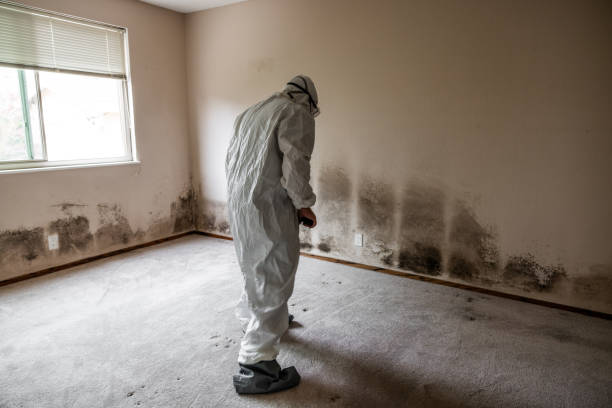 Attic Mold Removal in Maine, WI